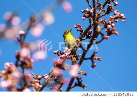 櫻花和mezzo 128542082