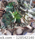 Natural arrangement of succulents, stones, sand, dry twigs and lichen in a handmade glass florarium. Close-up of contrasting textures for interior decoration and botanical inspiration 128542140