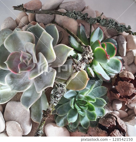 Top view of a handmade florarium with succulents, sand, stones, lichen-covered twigs and dry seed pods. Natural indoor plant composition for botanical decor and eco-friendly design 128542150