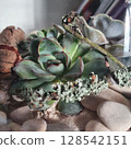 Close-up of a succulent plant in a handmade florarium with sand, stones, lichen-covered twigs and dried seed pods. Natural textures and earthy tones for interior decor and botanical inspiration 128542151