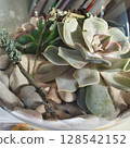Close-up of a handmade florarium with succulent, white stones, sand and mossy twigs in natural light. Botanical composition for home gardening and peaceful interior decoration 128542152