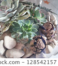 Glass florarium with succulents, stones, sand, dry pods and mossy twigs. Natural interior decor element, miniature garden arrangement for eco home style, botanical design and handmade compositions 128542157