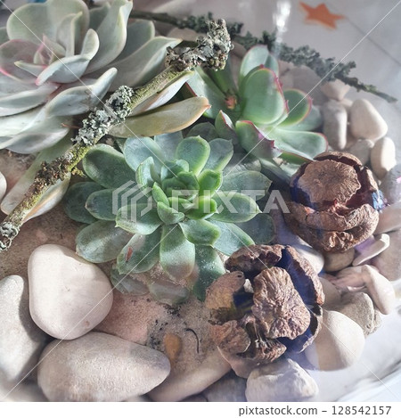 Glass florarium with succulents, stones, sand, dry pods and mossy twigs. Natural interior decor element, miniature garden arrangement for eco home style, botanical design and handmade compositions Glass florarium with succulents, stones, sand, dry pods and mossy twigs. Natural interior decor element, miniature garden arrangement for eco home style, botanical design and handmade compositions 128542157