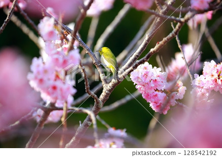 Sakura and mezzo Sakura and mezzo 128542192