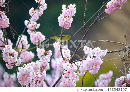 Sakura and mezzo 128542197