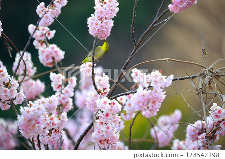 Sakura and mezzo 128542198