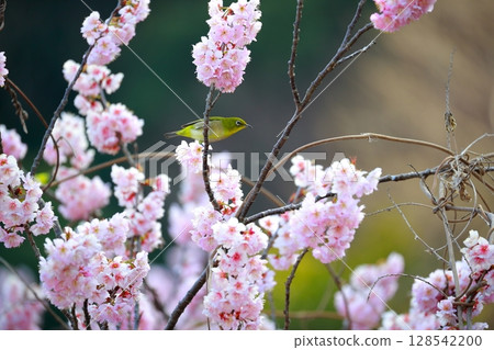 櫻花和mezzo 128542200