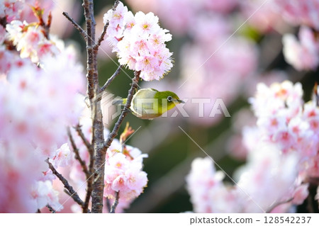 Sakura and mezzo 128542237