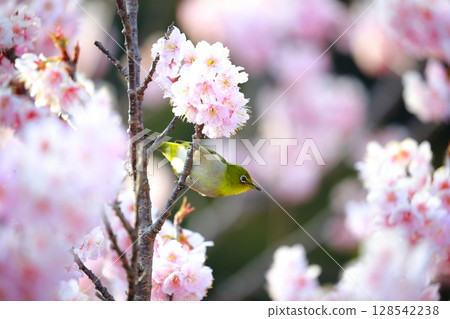 Sakura and mezzo 128542238