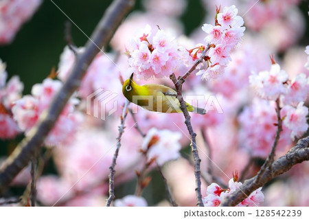 櫻花和mezzo 128542239