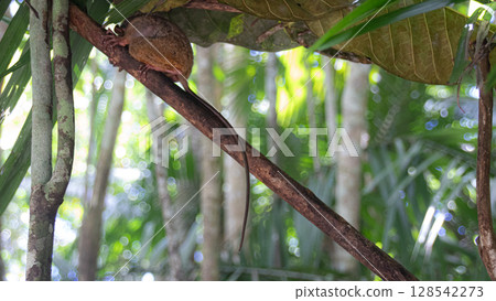 A Philippine tarsier or Carlito syrichta perched on a branch with its tail extended, surrounded by dense jungle greenery in Bohol Philippines 128542273
