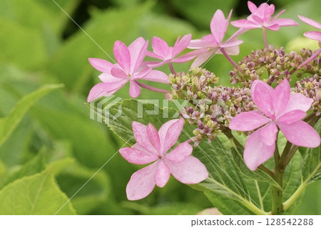 Cute pink hydrangea Cute pink hydrangea 128542288