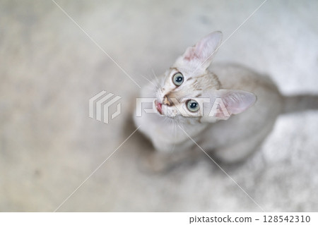 Cat striking contrast of a light brown mackerel tabby coat and piercing light green eyes draws our attention as a beautiful kitten looks our way. 128542310