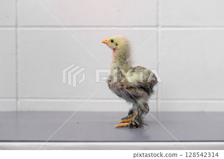 White Chick is standing on purple gray table in outdoor light. 128542314