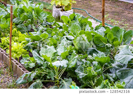 Veggies with green leaves and russet vegetables The leaves have wavy edges. with brief succulent stalks. 128542316