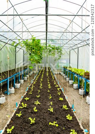 Greenhouse for organic vegetables. The thatched roof will keep out bugs. 128542317