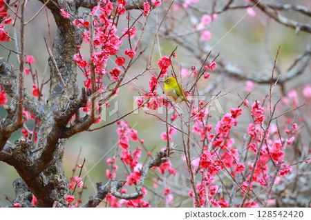 梅園裡的白眼舞 128542420