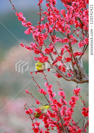 White-eye dancing in the plum garden 128542421