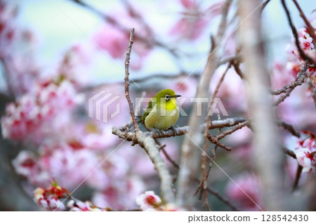 White-eye dancing in the plum garden 128542430