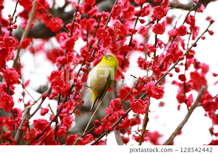 White-eye dancing in the plum garden 128542442