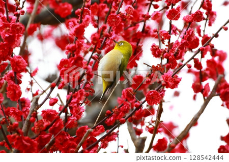 White-eye dancing in the plum garden White-eye dancing in the plum garden 128542444