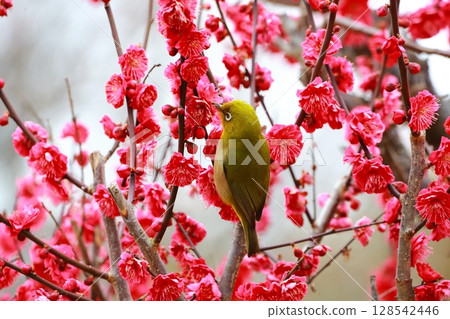 White-eye dancing in the plum garden 128542446