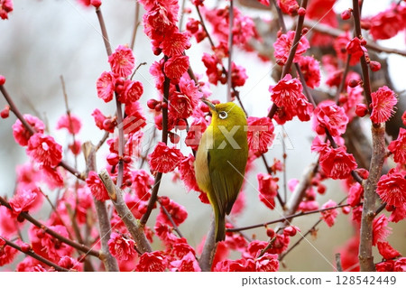 梅園裡的白眼舞 梅園裡的白眼舞 128542449