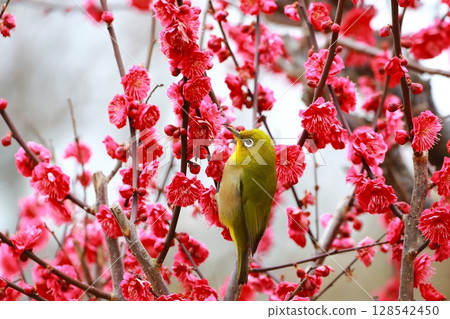 White-eye dancing in the plum garden 128542450