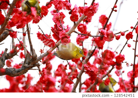 梅園裡的白眼舞 梅園裡的白眼舞 128542451