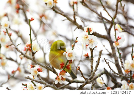 White-eye dancing in the plum garden White-eye dancing in the plum garden 128542457
