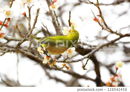 梅園裡的白眼舞 128542458