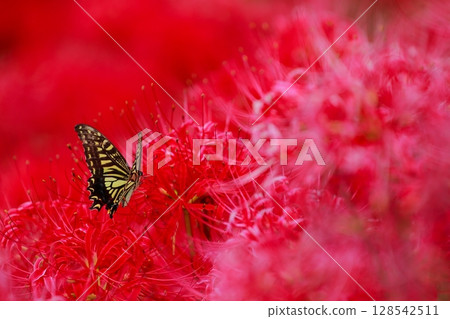 Swallowtail perched on a cluster amaryllis 128542511