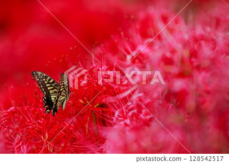 Swallowtail perched on a cluster amaryllis Swallowtail perched on a cluster amaryllis 128542517