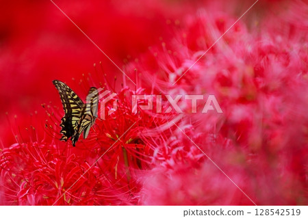 Swallowtail perched on a cluster amaryllis Swallowtail perched on a cluster amaryllis 128542519