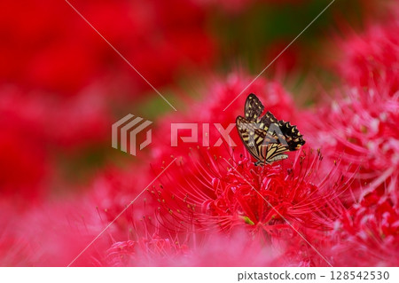 燕尾棲息在一簇孤挺花上 128542530