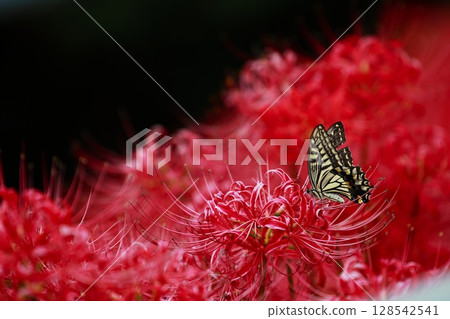 燕尾棲息在一簇孤挺花上 128542541