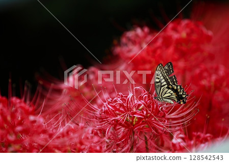 Swallowtail perched on a cluster amaryllis Swallowtail perched on a cluster amaryllis 128542543