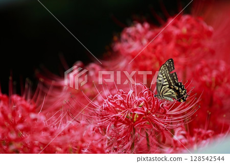 燕尾棲息在一簇孤挺花上 128542544