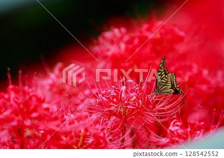 燕尾棲息在一簇孤挺花上 128542552