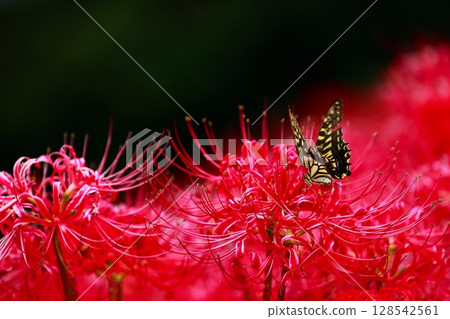 燕尾棲息在一簇孤挺花上 128542561