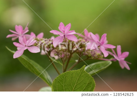 Cute pink hydrangeas - warm and cozy Cute pink hydrangeas - warm and cozy 128542625