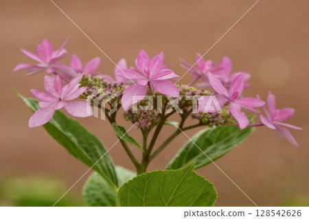Cute pink hydrangeas - warm and cozy Cute pink hydrangeas - warm and cozy 128542626