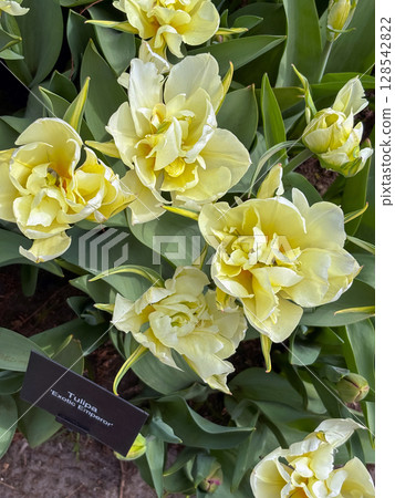Yellow tulips bloom in a vibrant flower garden during springtime showcasing nature's beauty and colorful flora Yellow tulips bloom in a vibrant flower garden during springtime showcasing nature's beauty and colorful flora 128542822