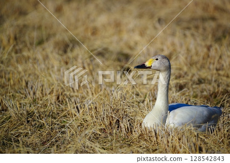 豆腐湖上的北海道天鵝 豆腐湖上的北海道天鵝 128542843