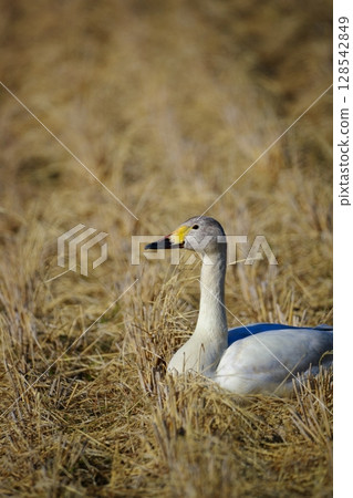 Hokkaido Swan on Lake Tofutsu Hokkaido Swan on Lake Tofutsu 128542849