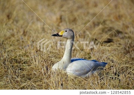 Hokkaido Swan on Lake Tofutsu 128542855