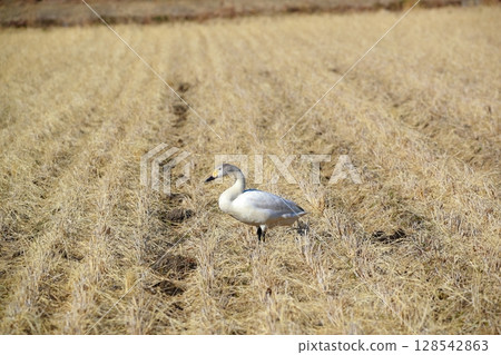 Hokkaido Swan on Lake Tofutsu Hokkaido Swan on Lake Tofutsu 128542863