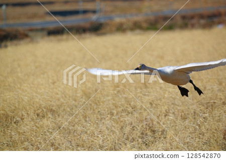 豆腐湖上的北海道天鵝 128542870