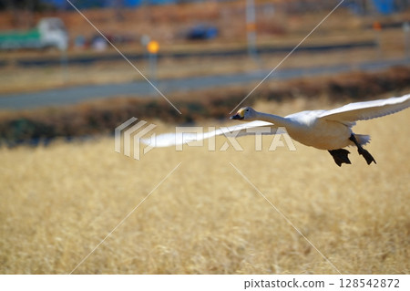 豆腐湖上的北海道天鵝 128542872
