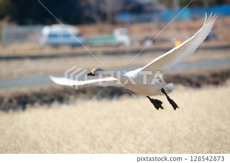 豆腐湖上的北海道天鵝 128542873